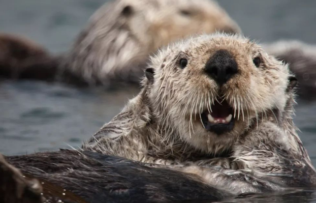 可可爱爱的海獭，生活在哪里呢？