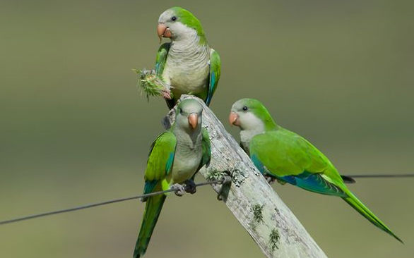 你们知道,和尚鹦鹉和太平洋鹦鹉的区别吗? 你们知道,和尚鹦鹉和太平洋鹦鹉的区别吗?