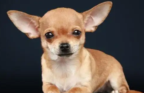 “吉娃娃”身上的6个缺点，看完再决定是否要饲养！