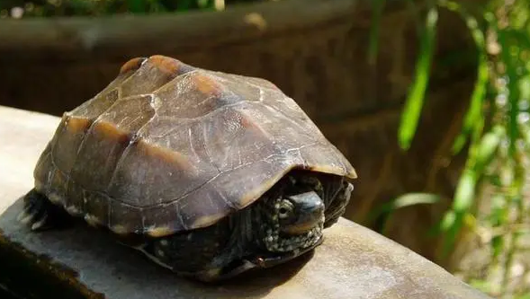 中华龟吃什么蔬菜和水果？有人知道吗？