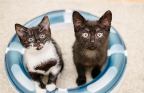 猫咪的胡须掉了怎么回事？来这了解