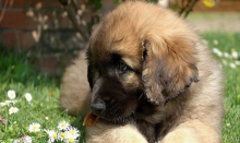 犬中游泳小能手，活泼好动的兰伯格犬千万被别嫌烦~