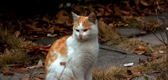 小区流浪猫白天都藏在哪里？你确定不了解一下？