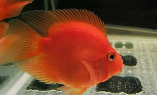 氧气泵并不是鱼缸的必需品,新鱼友们引以为戒,不要疯狂爆氧了 氧气泵并不是鱼缸的必需品,新鱼友们引以为戒,不要疯狂爆氧了