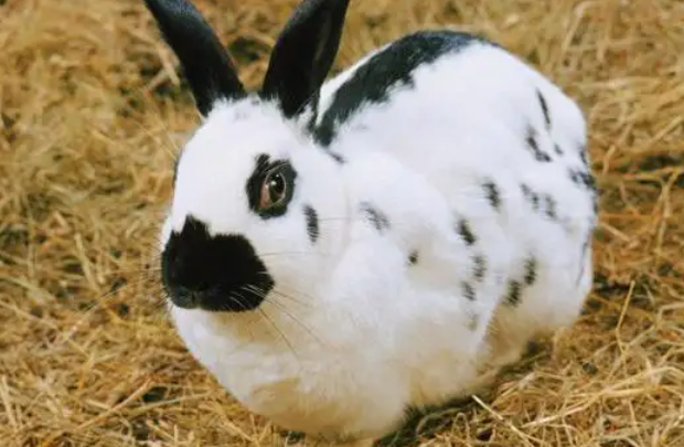 了解这几点，轻松分辨花巨兔和八点黑