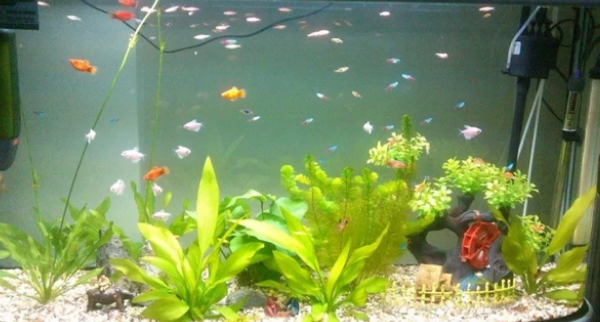 鱼缸水发黄快速处理方法，来看看吧