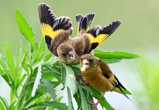 金翅雀幼鸟怎么养？看这里！