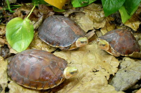 百色闭壳龟是保护动物吗?这篇文章值得一看 百色闭壳龟是保护动物吗?这篇文章值得一看