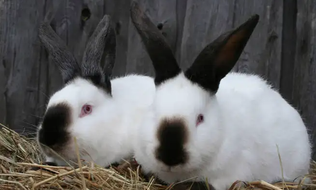 加利福尼亚兔怎么养？可以看看这篇饲养须知！