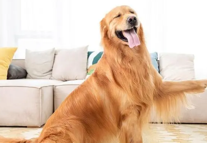 金毛不听话打哪里?铲屎官来学习下吧 金毛不听话打哪里?铲屎官来学习下吧