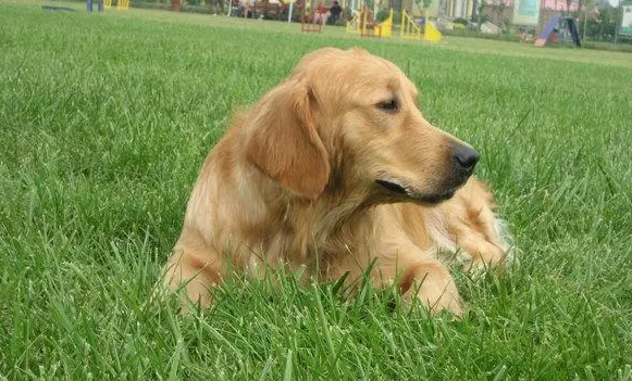 还不知道金毛寻回犬体重多少吗？看看这篇文章