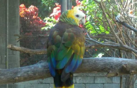 圣文生亚马逊鹦鹉多少钱?价格超实惠 圣文生亚马逊鹦鹉多少钱?价格超实惠