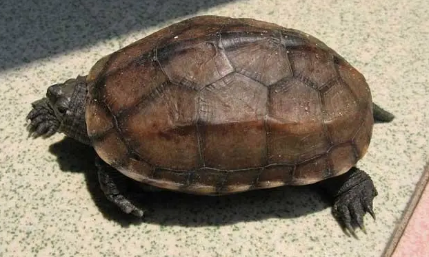 你们说，草龟对人有什么危害？