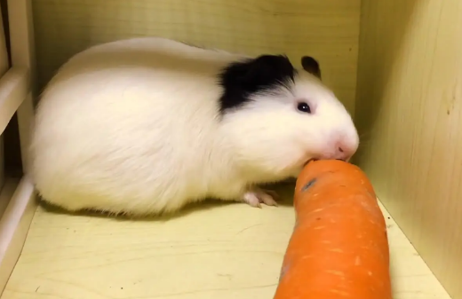 荷兰鼠如何训练的听话跟人走，来看看吧