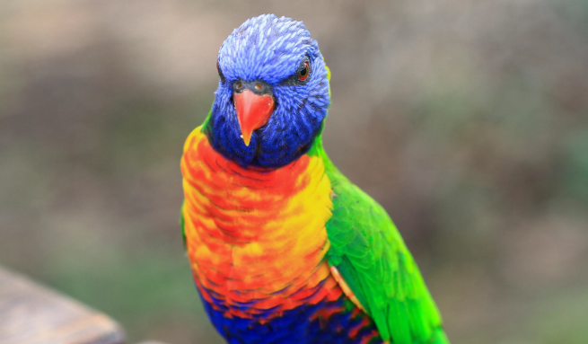 暗色吸蜜鹦鹉多少钱？价格实惠，值得考虑