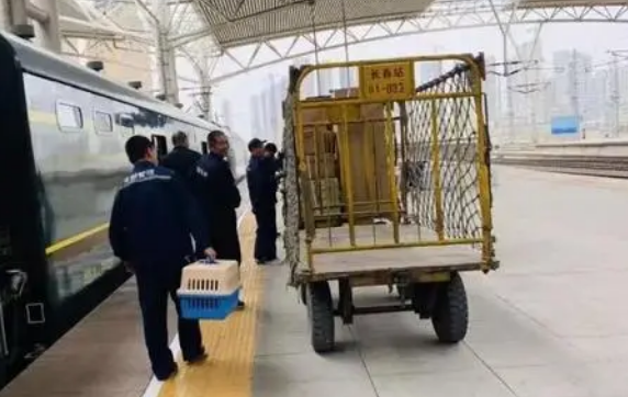 宠物托运有几种方式呢？优缺点分别是什么？