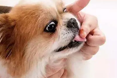 宠物如何驱虫，用它在家也能轻松驱虫