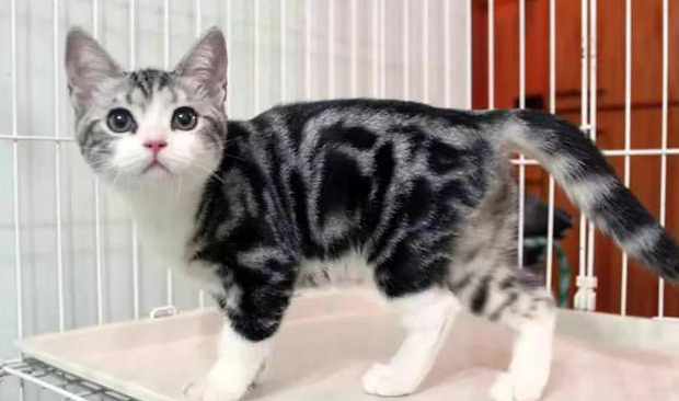 猫咪鼻孔有黑色分泌物， 到底怎么了？