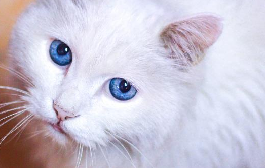 猫的舌头作用是什么?原来竟有如此多功能 猫的舌头作用是什么?原来竟有如此多功能