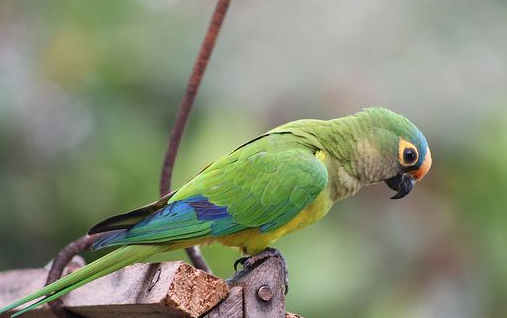 桃额锥尾鹦鹉多少钱一只？价格让你想不到