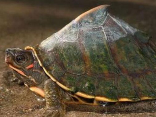 巨型棱背龟的寿命，你们都清楚吗？