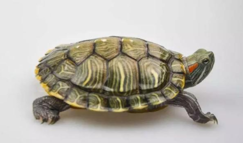 巴西龟下蛋前兆咋样？主要是这几点