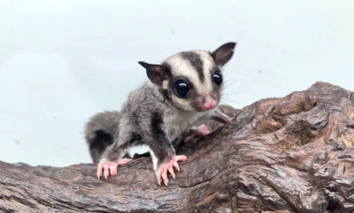 文章科普:公蜜袋鼯发情表现?不知道的快来看看! 文章科普:公蜜袋鼯发情表现?不知道的快来看看!