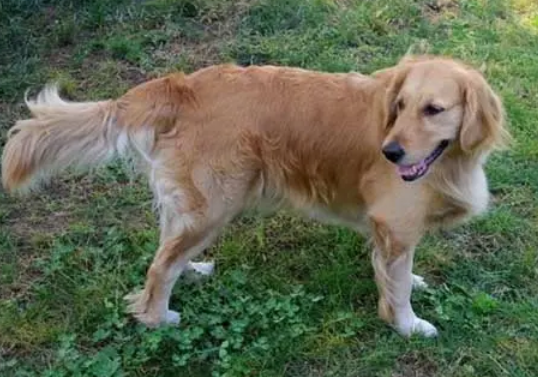 速看！金毛头顶骨头凸起怎么回事？