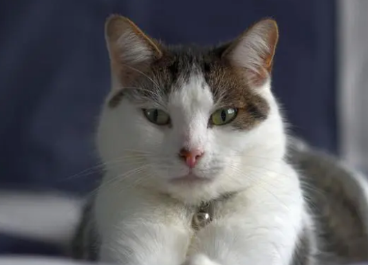 猫咪吃人的阿莫西林的用量 猫咪吃人的阿莫西林的用量