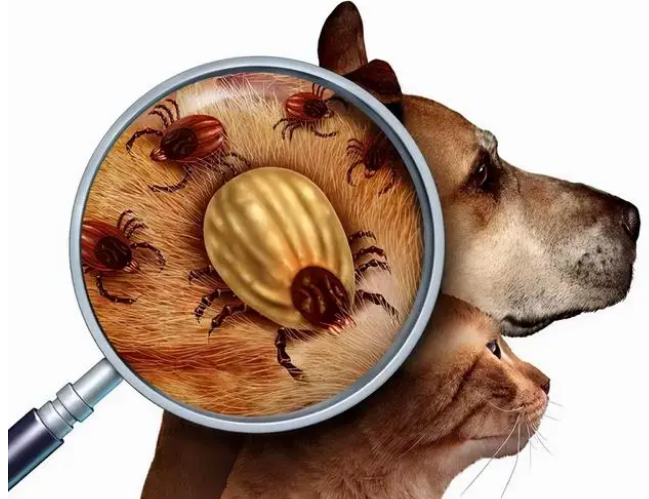 如何为猫咪做驱虫？建议收藏，以后会用得上