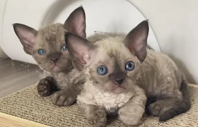 德文猫什么颜色最贵?想养的人来了解下吧 德文猫什么颜色最贵?想养的人来了解下吧