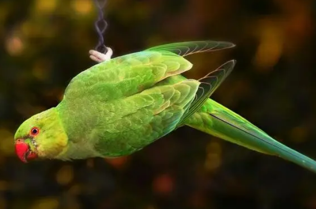 环颈鹦鹉说话能力如何?