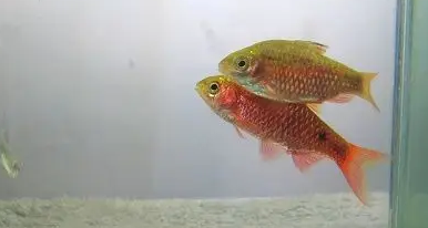 玫瑰鲫能和其他鱼混养吗？一文替你解答！