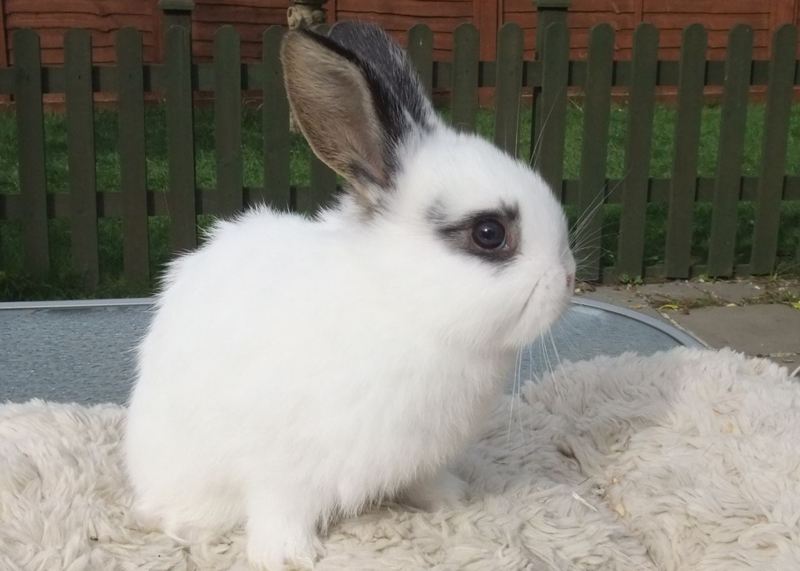 荷兰侏儒兔会长多大?快来了解一下吧 荷兰侏儒兔会长多大?快来了解一下吧