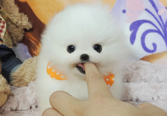 养茶宠有什么忌讳？铲屎官一定要清楚！