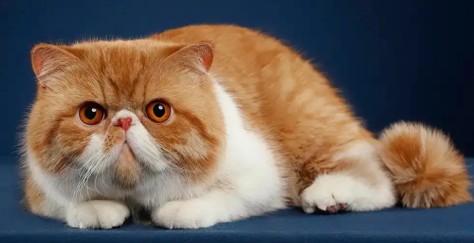 纯白猫咪有什么品种?新手必看 纯白猫咪有什么品种?新手必看