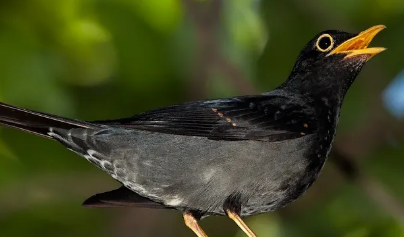 不清楚黄腿鸫的饲养秘诀？来这了解下吧！