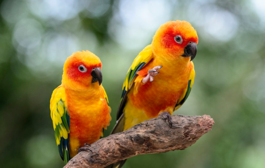 太阳锥尾鹦鹉如何分公母?如何辨别 太阳锥尾鹦鹉如何分公母?如何辨别