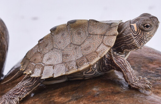 不知道地图龟冬天怎么养？快来瞧瞧