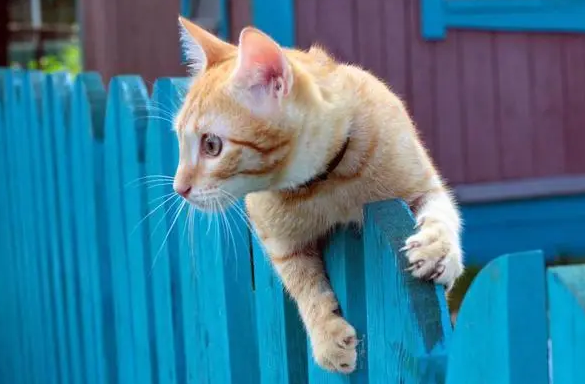 你们说，猫咪的避障能力有多强？