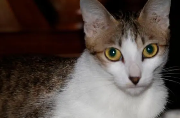 养宠经验:猫鼻支吃阿莫西林几天会好 养宠经验:猫鼻支吃阿莫西林几天会好