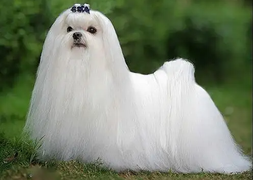 如何挑选马尔济斯犬？方法很简单，快来看～