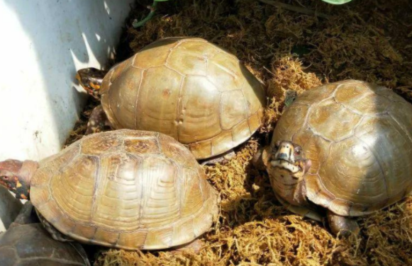 科普:湾岸箱龟和缘能混养吗? 科普:湾岸箱龟和缘能混养吗?