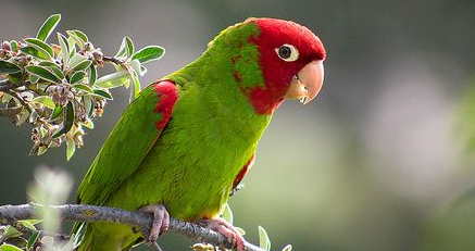 红面具锥尾鹦鹉多少钱一只？各位速来码住~