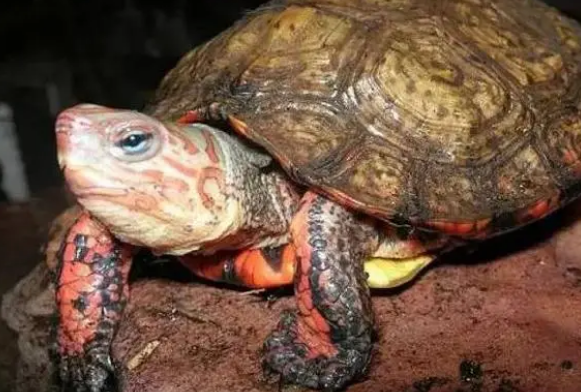 洪都拉斯木纹龟好养吗?看这里! 洪都拉斯木纹龟好养吗?看这里!