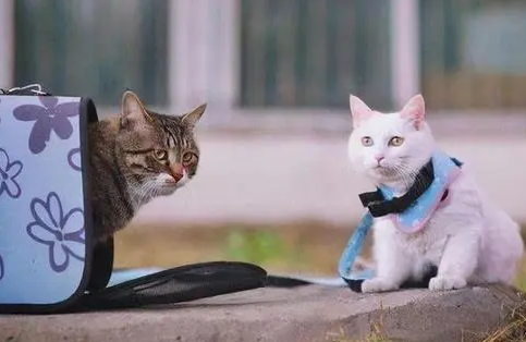 劝告：千万不要给猫咪用“透明猫包”，原因有这些