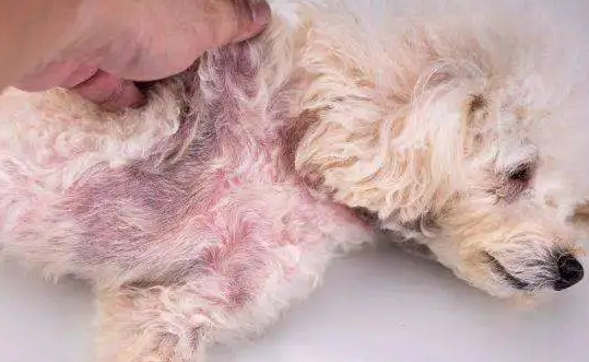 养狗人士要清楚狗狗真菌和细菌感染的区别！