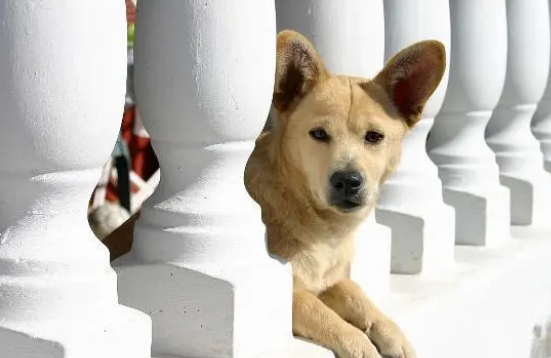 狗狗有耳螨怎么办 三步解决狗狗的耳螨问题