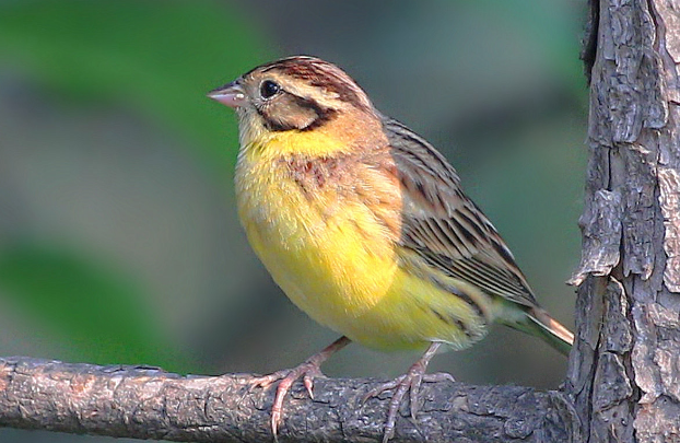 禾花雀养吗？想养的人看过来