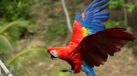 红腹金刚鹦鹉多大繁殖？大家知道不？